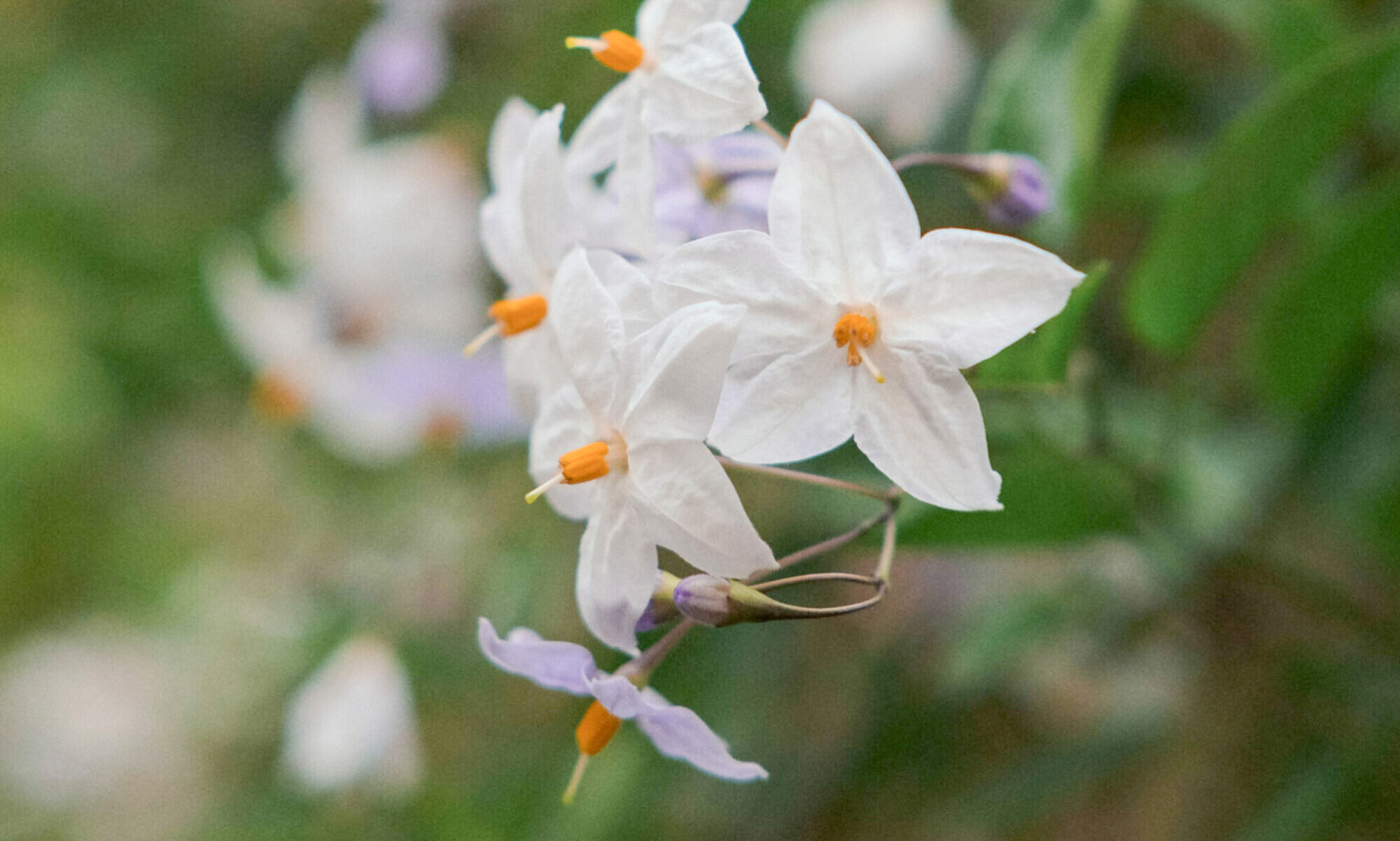 Fleur Blanche